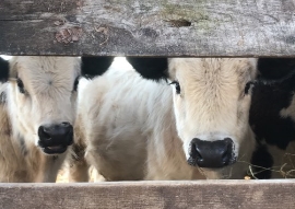 Hanover PA Glenville PA local organic beef, calf, steer, 1/4 1/2 or whole cow, hereford, angus, alfalfa hay, orchard grass, straw, seasoned, hard wood, firewood, Lucabaugh's, Lucabaughs Hay and Beef