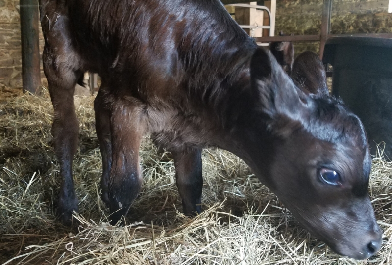 Hanover PA Glenville PA local organic beef, calf, steer, 1/4 1/2 or whole cow, hereford, angus, alfalfa hay, orchard grass, straw, seasoned, hard wood, firewood, Lucabaugh's, Lucabaughs Hay and Beef