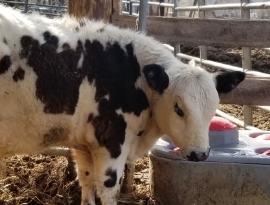 Hanover PA Glenville PA local organic beef, calf, steer, 1/4 1/2 or whole cow, hereford, angus, alfalfa hay, orchard grass, straw, seasoned, hard wood, firewood, Lucabaugh's, Lucabaughs Hay and Beef