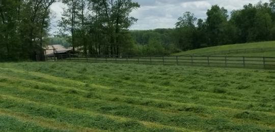 Hanover PA Glenville PA local organic beef, calf, steer, 1/4 1/2 or whole cow, hereford, angus, alfalfa hay, orchard grass, straw, seasoned, hard wood, firewood, Lucabaugh's, Lucabaughs Hay and Beef