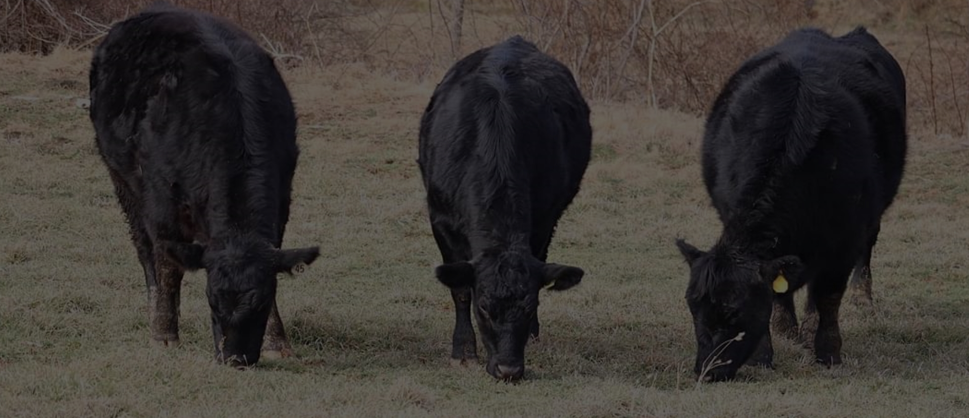 Hanover PA Glenville PA local organic beef, calf, steer, 1/4 1/2 or whole cow, hereford, angus, alfalfa hay, orchard grass, straw, seasoned, hard wood, firewood, Lucabaugh's, Lucabaughs Hay and Beef