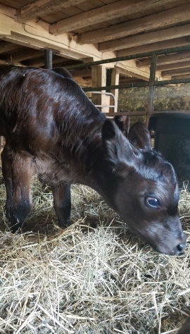 Hanover PA Glenville PA local organic beef, calf, steer, 1/4 1/2 or whole cow, hereford, angus, alfalfa hay, orchard grass, straw, seasoned, hard wood, firewood, Lucabaugh's, Lucabaughs Hay and Beef